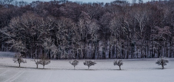 You can't get through: A view of a line of trees facing the local woods highlighted by the first snows of winter.
