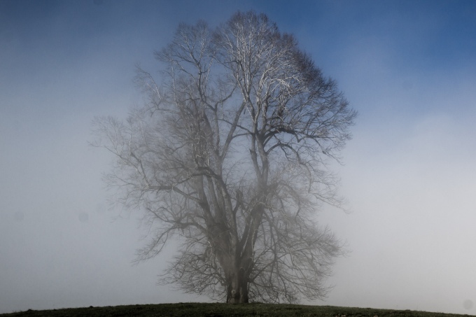 My crown is silver: A view of a frosted tree as mist swirls by.