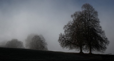 We stand tall: A view of trees on a misty cold morning