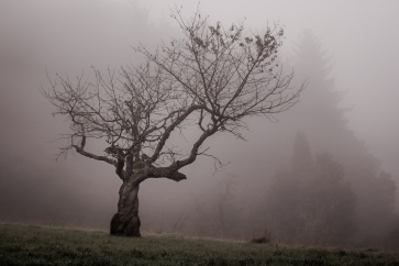 Waiting, just waiting: A view of an old gnarled fruit tree in the autumn mists. Winter will soon come