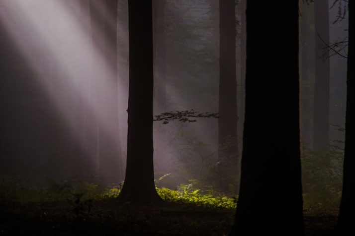 In the spotlight: A view of sunlight falling through mist in a local forest