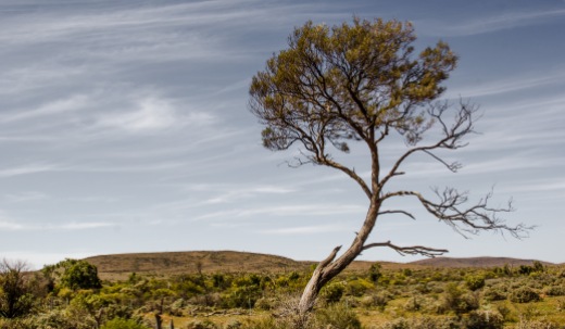I will survive: A view of a lone tree in the Australian outback. I like its gentle curve that must have formed through adversity.